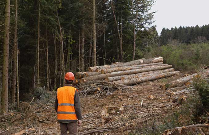Le plan forêt-bois a fait l’objet d’une vingtaine d’ajustements
