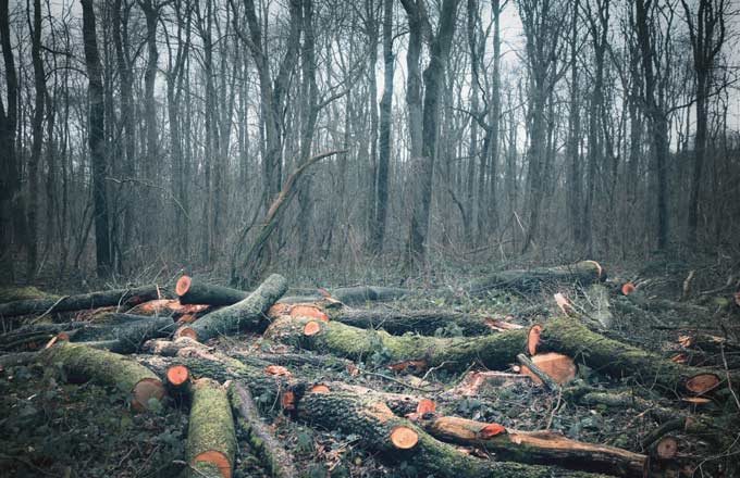 La valeur non marchande des forêts diffère des revenus du forestier