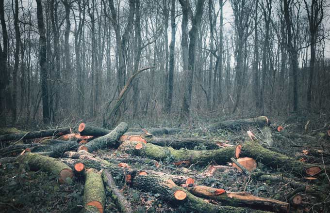 La construction bois 2020 : un marché en devenir - France Bois Forêt