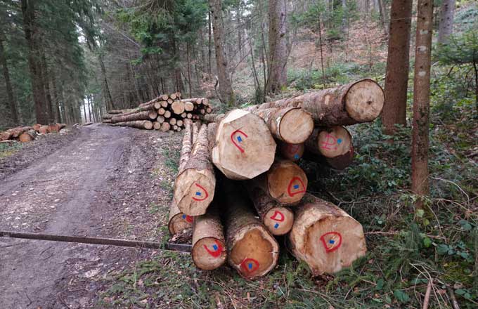 Les forêts couvrent 43,5 % des terres de l’Union européenne (crédit phot : Guilhem Vellut)