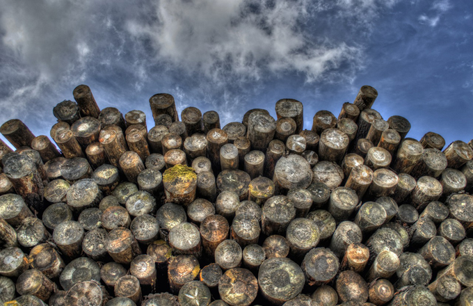 Europe: mettre le bois au cœur de l’économie circulaire (WWF, Mondi)
