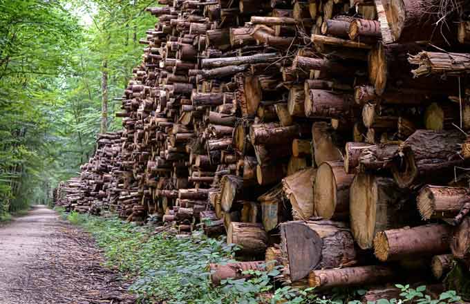 ExtraForEst pourrait notamment déboucher sur un guide de sylviculture intégrant les débouchés de la chimie du bois