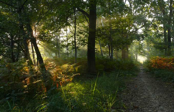 Chemin en forêt