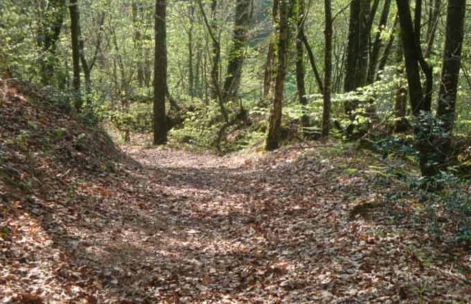 Des disparités territoriales caractérisent la valeur du foncier forestier