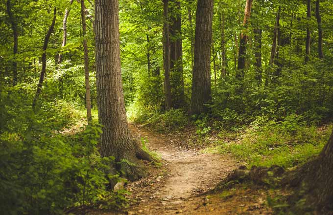 Le marché du bois tire celui des forêts en 2018, à confirmer en 2019