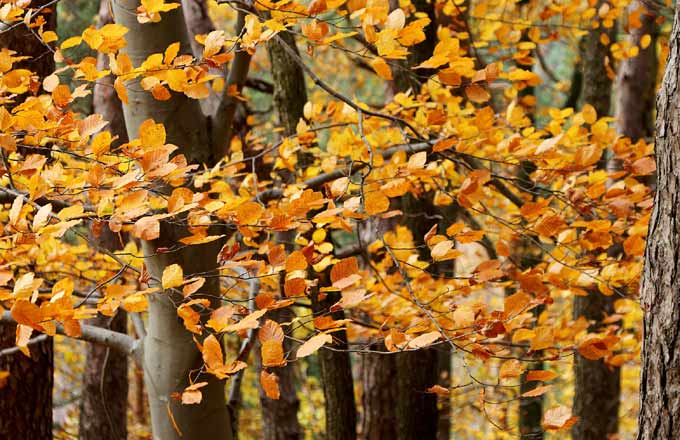 Le plan de la région Auvergne-Rhône-Alpes pour vivifier la filière forêt-bois