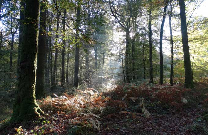 Investir dans la forêt sera plus facile avec les groupements forestiers d’investissement (ordonnance)