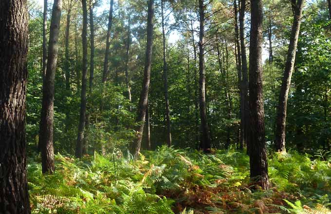 Le prix des forêts continue à progresser en 2016, les transactions aussi