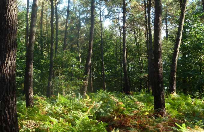 Les petites forêts tirent le marché