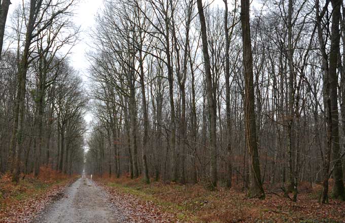 Forêt feuillue