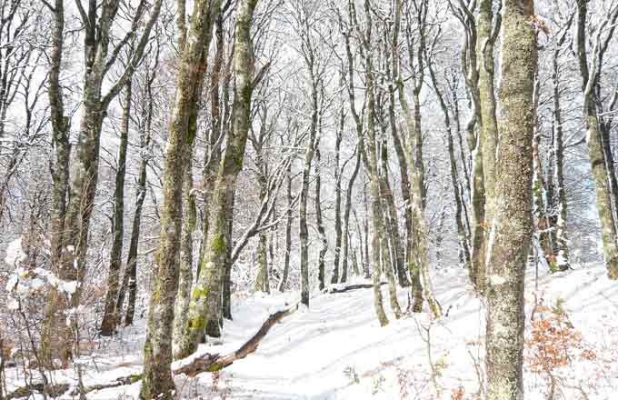 Le monde forestier français: crise, léthargie durable ou envol radieux? Trois pistes d’action