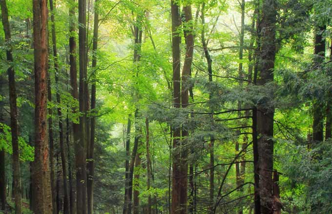 Les experts forestiers ont mobilisé 4 millions de mètres cubes de bois en 2018, avec des surfaces en hausse
