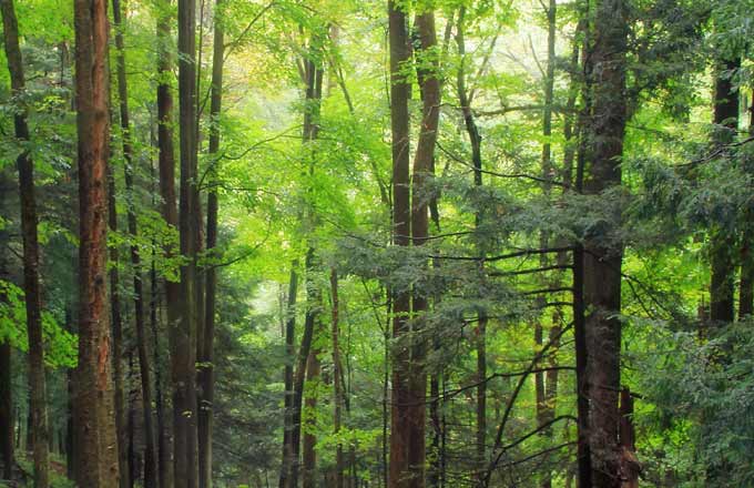 Forêt et changement climatique: la feuille de route presque prête