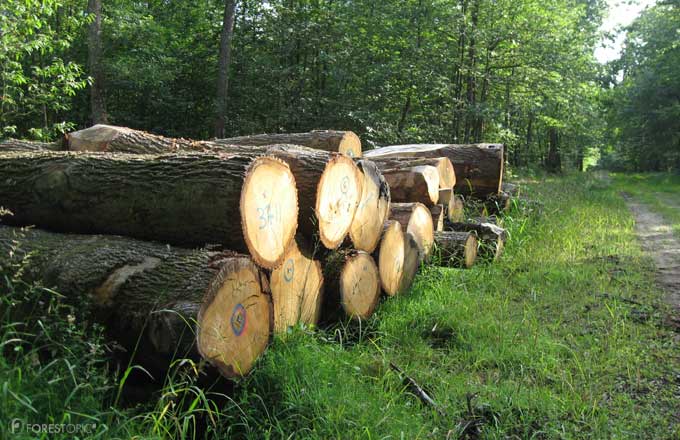 Accès à la ressource en bois: forestiers, exploitants, scieurs, jouent leur va-tout
