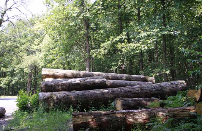 Changement climatique: couper plus ou couper moins de bois, la forêt française devra faire le bon pari