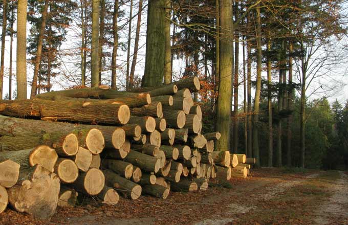 Un départ au cabinet du ministre Stéphane Le Foll. Des dossiers forêt-bois en suspens