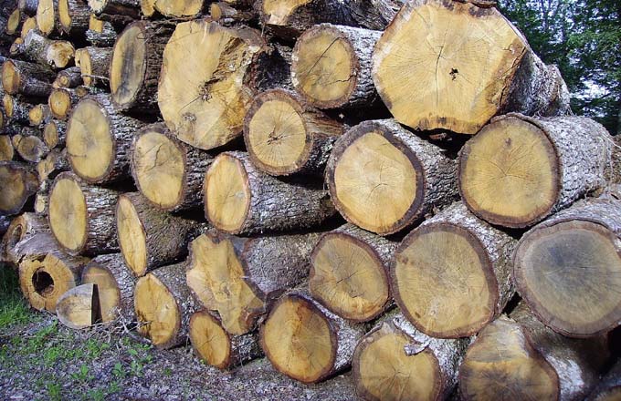 Une carte professionnelle pour les acheteurs de bois exportateurs (projet de décret)