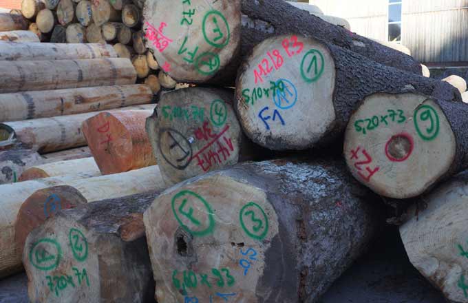 Billons de sapin qualité tranchage sur le parc à grumes de la scierie Echtle