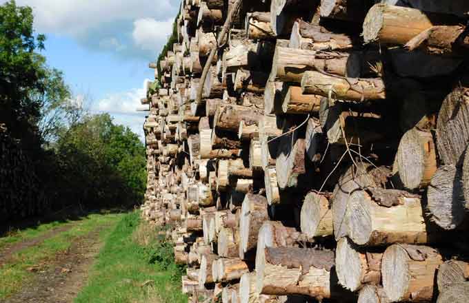La stratégie biomasse éclipse la hiérarchie des usages du bois