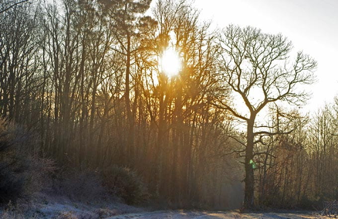 Forêt (crédit photo: Daniel Jolivet)