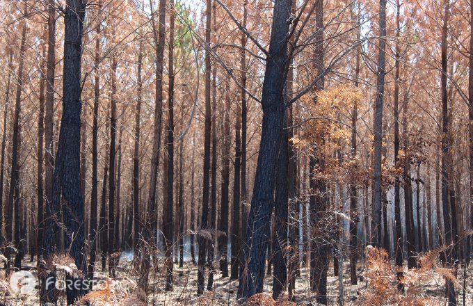 Forêt incendiée en 2022 dans la zone dite «Landiras» (crédit photo: CC/Forestopic)