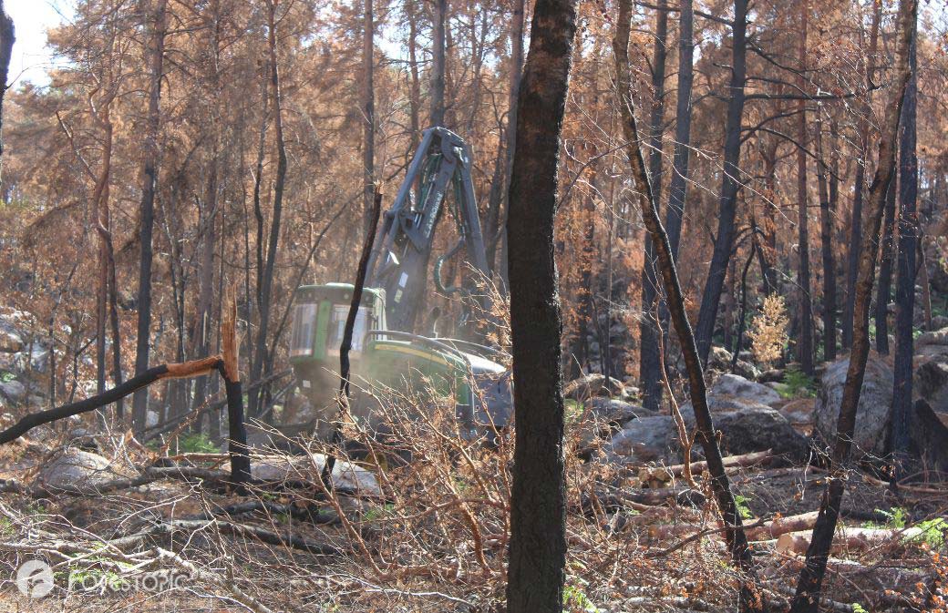 Abatteuse missionnée pour sécuriser les pistes incendiées en forêt de Fontainebleau, équipe travaillant en 2x8 (crédit photo: CC/Forestopic)