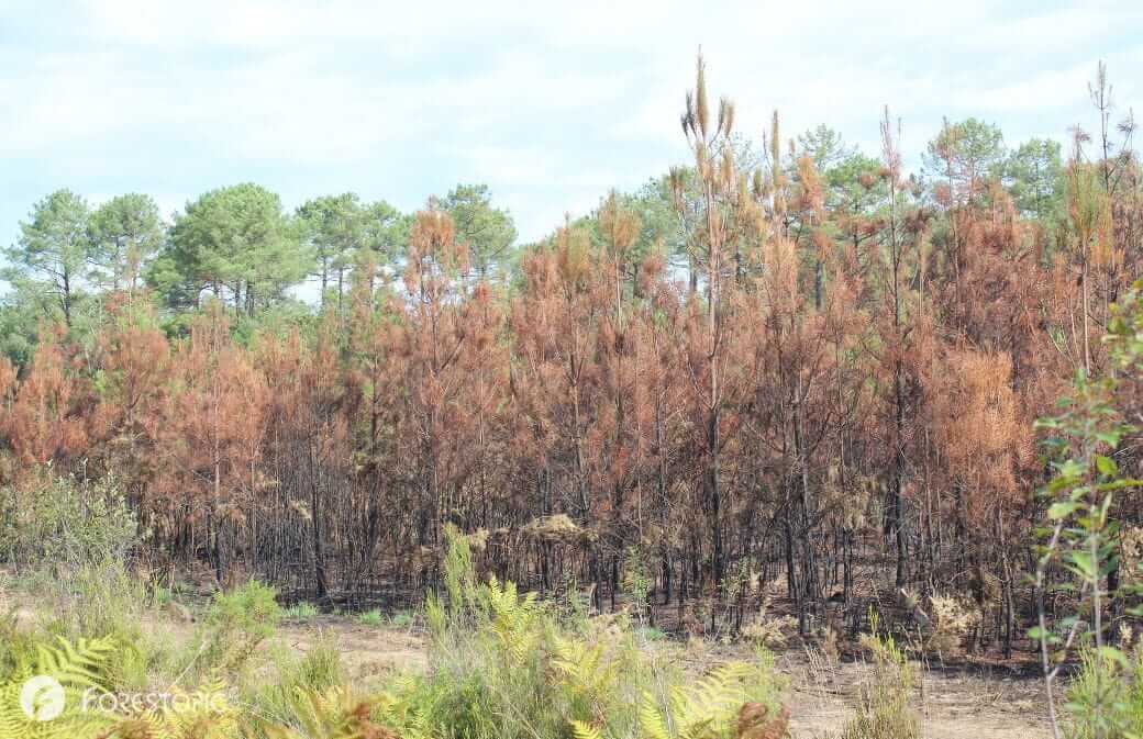 Plantation forestière parcourue par le feu de Saumos en 2026 (crédit photo: CC/Forestopic)