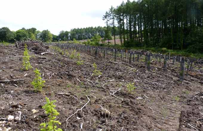 Entre 2015 et 2018, Breizh Forêt Bois a accompagné le boisement ou le reboisement de 800 hectares