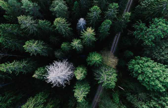 La forêt représente, pour Vatel Capital, 200 000 euros de chiffre d’affaires