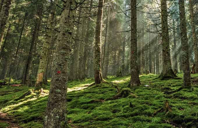 Forêt de résineux