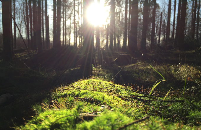 Le prix des forêts a connu des hausses en 2015