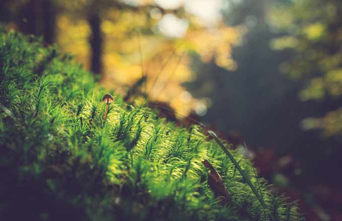 La Plateforme biodiversité pour la forêt se relance, avec un nouveau copilotage