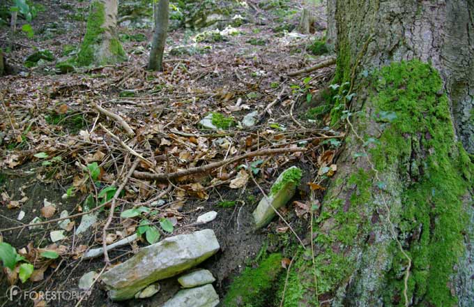 L’absorption nette de méthane par le sol est plus élevée en forêt tempérée qu’en forêt boréale ou tropicale