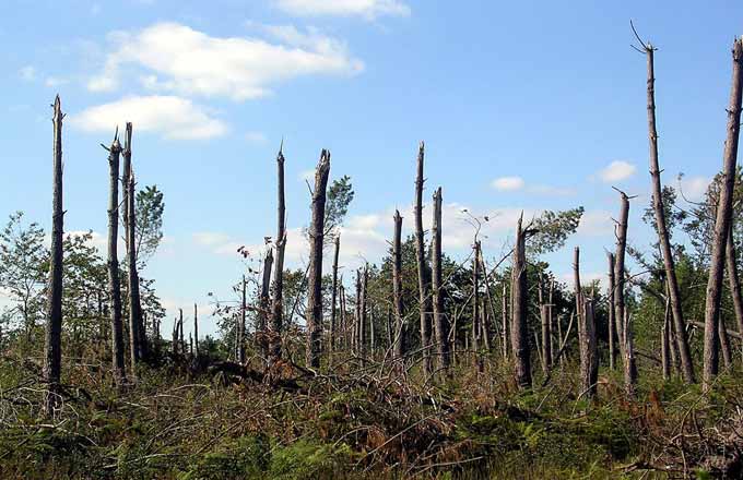 La survenue d’une tempête mobilise aussi bien les ministères et les services de l’État, que les collectivités et les parties prenantes de la filière forêt-bois