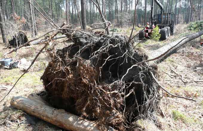 Chablis d’un pin maritime d’une trentaine d’années, dégât fréquemment observé dans le massif des Landes après une tempête (crédit photo: Pauline Défossez)