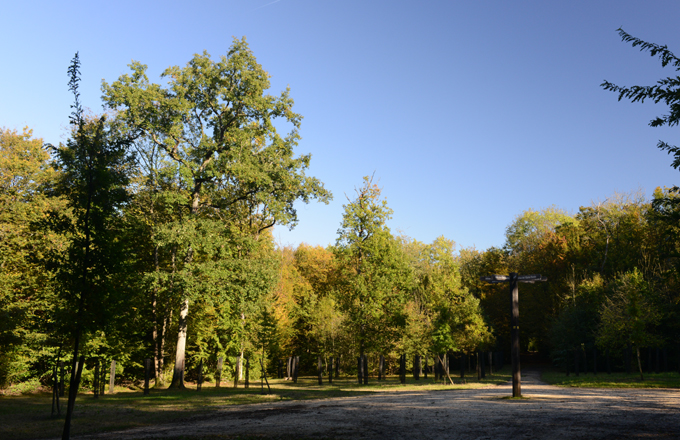 Forêt de Cheptainville (crédit photo : droits réservés)