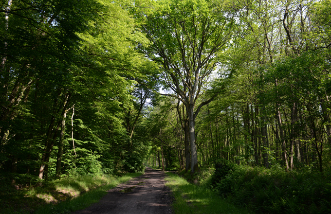 Foret de Saint-Eutrope