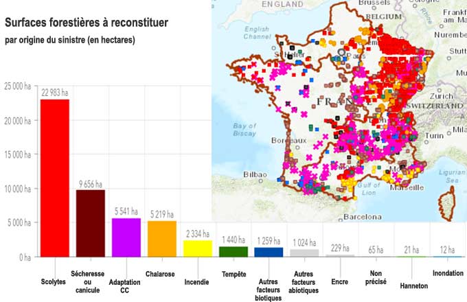 Peuplements forestiers identifiés par l’ONF comme «fortement détruits», d’un total de près de 50 000 hectares, et où la reconstitution par plantation est jugée prioritaire. Les couleurs représentent les différentes origines des sinistres. CC: changement climatique (crédit de l’illustration: ONF, 2023)