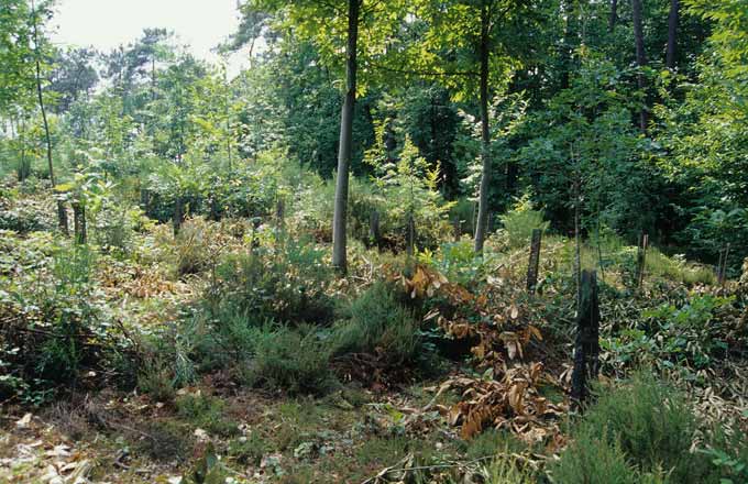 Forêt renouvelée par enrichissement sous semis couvert et plantation de feuillus (crédit photo: Peter Breman/ONF)