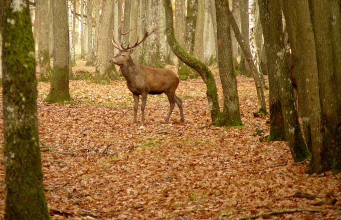 Forêt patrimoniale livrée à une scierie