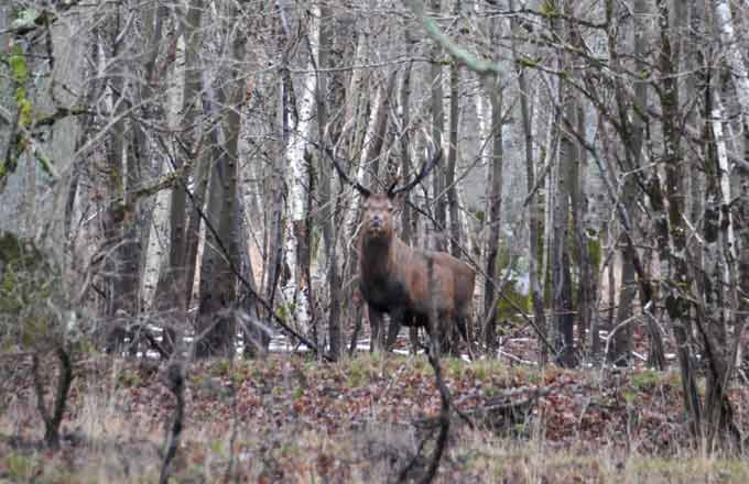 Les cerfs en forêt ne sont-ils que des grignoteurs d'arbres?