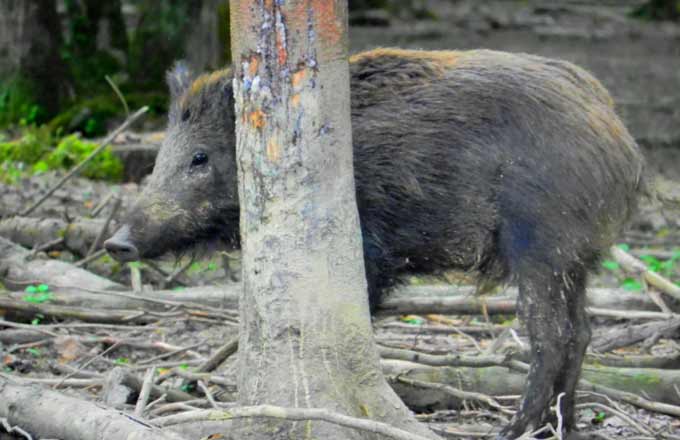 Dans la Meuse et les Ardennes, les préfets sont appelés à prendre des arrêtés visant notamment l’interruption des activités en forêt, dans le cadre des mesures contre la peste porcine africaine 