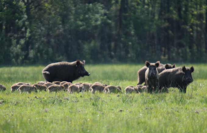 Par son régime omnivore et son comportement fouisseur, le sanglier influe aussi bien sur la faune que sur la flore et le sol