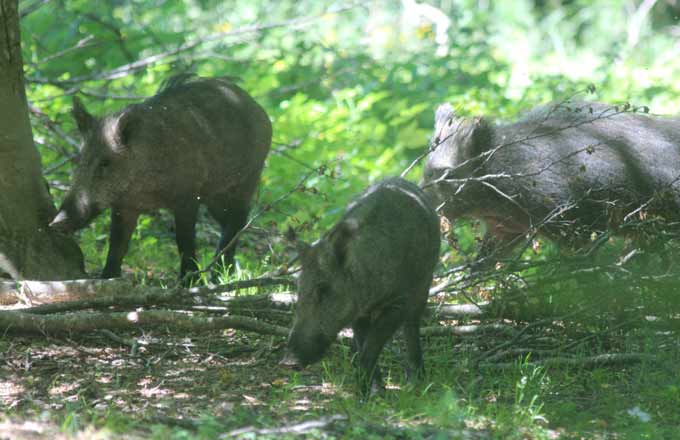 Peste porcine: vers une reprise des activités forestières par dérogation dans le Grand Est