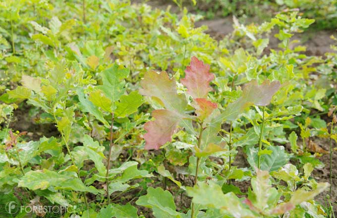 Plants forestiers: les feuillus repartent à la hausse, les résineux se maintiennent