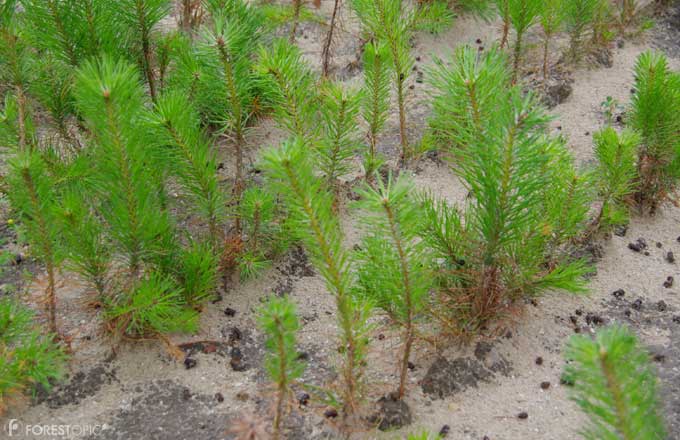 Les résineux continuent à se réserver la part du lion parmi les ventes de plants forestiers (crédit photo: CC/Forestopic)