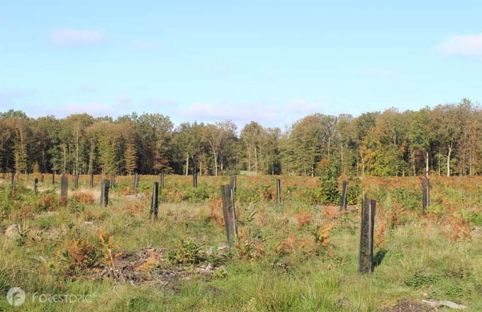 Parcelle en cours de reboisement, en Normandie (crédit photo: CC/Forestopic)