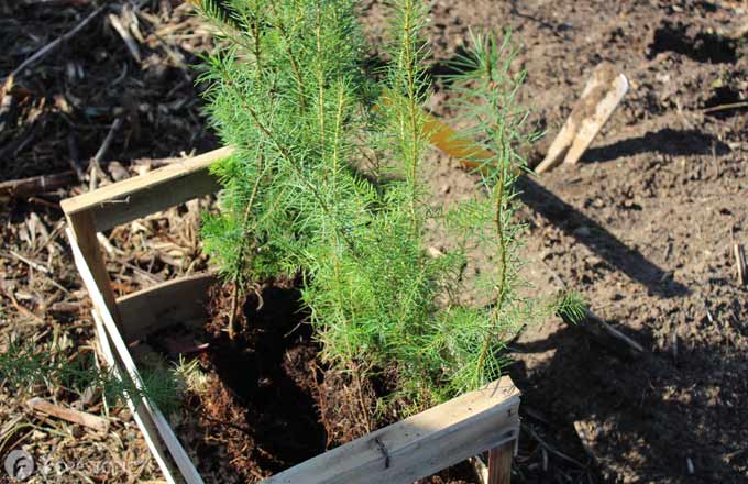 Quelles essences d’arbres pour le plan de relance du renouvellement forestier?