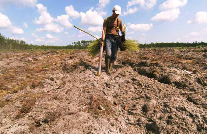 Le fonds Plantons pour l’avenir veut décupler ses actions de reboisement d’ici à 2025