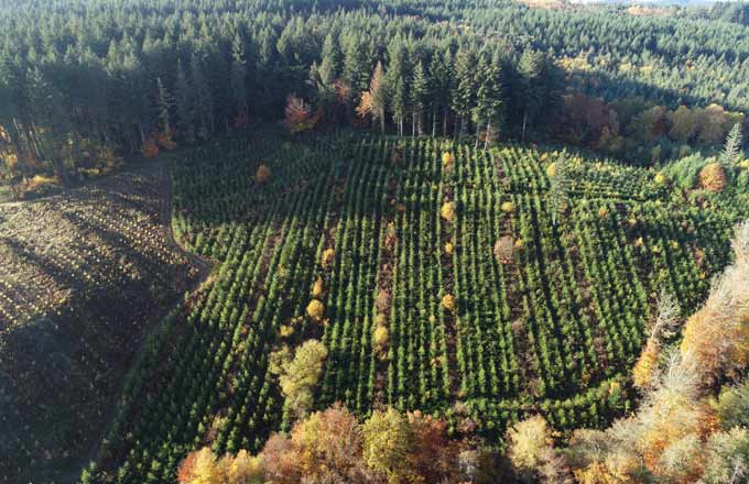 Plantons pour l’avenir passe le cap du millier d’hectares de reboisement et étend son périmètre